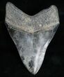Serrated Megalodon Tooth - Nice Coloration #12011-2